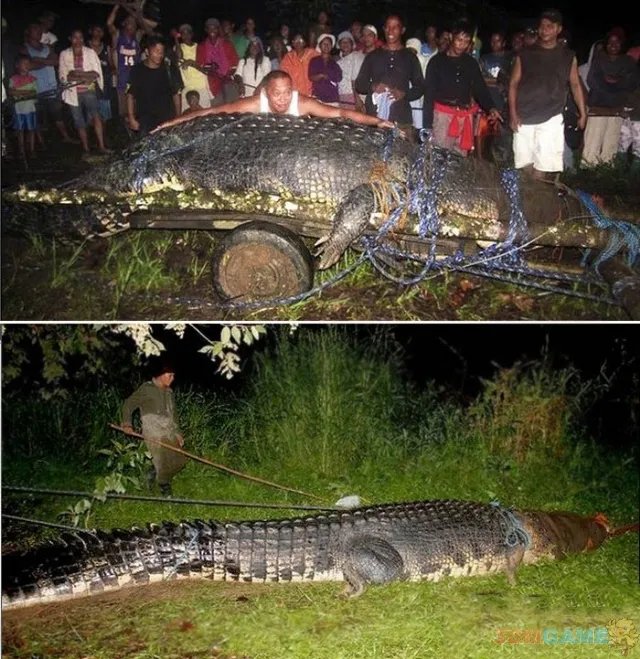 大得难以想象 那些震撼世人的巨型动物