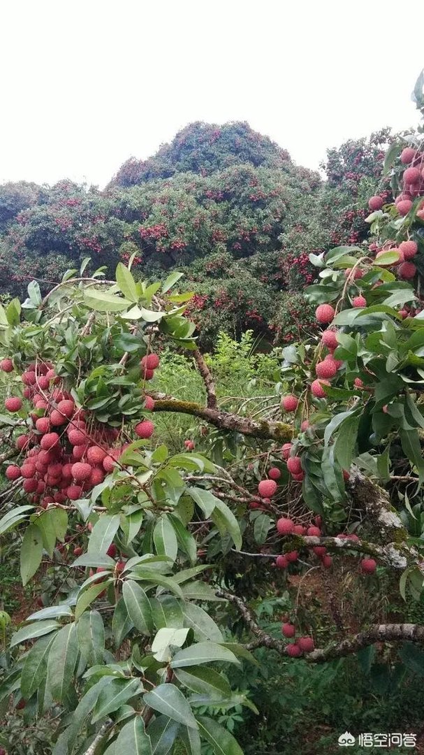 你们农村致富故事有哪些？