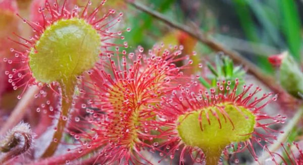 重庆发现吃虫植物“圆叶茅膏菜”，它的生长习性是怎样的？