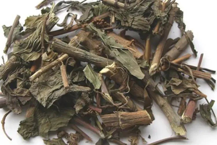 野生佩兰中草药图片