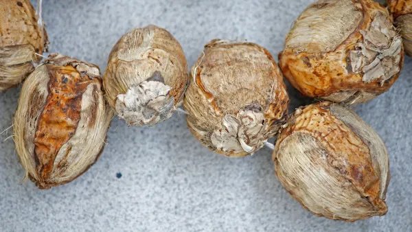 槟榔的危害与好处