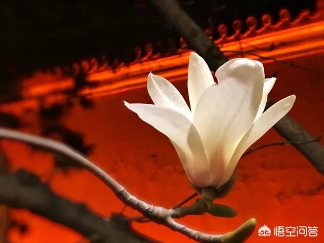 春风十里不如赏花，北京赏花指南是什么？