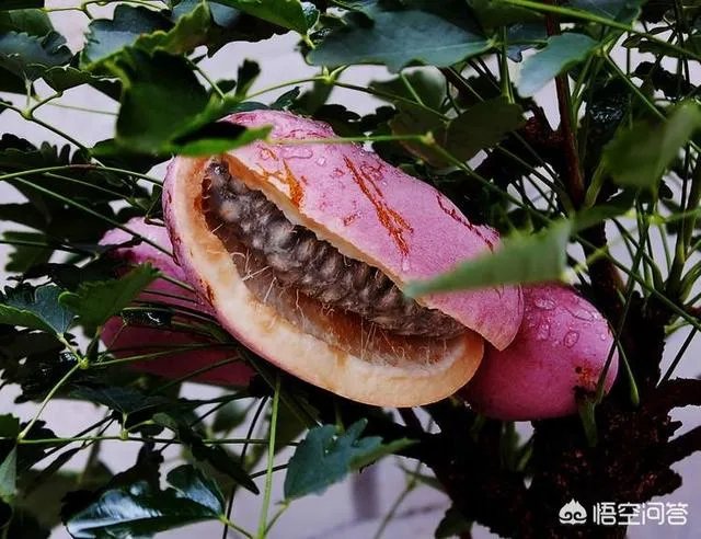 想通过种植什么东西致富，有哪些靠谱的？