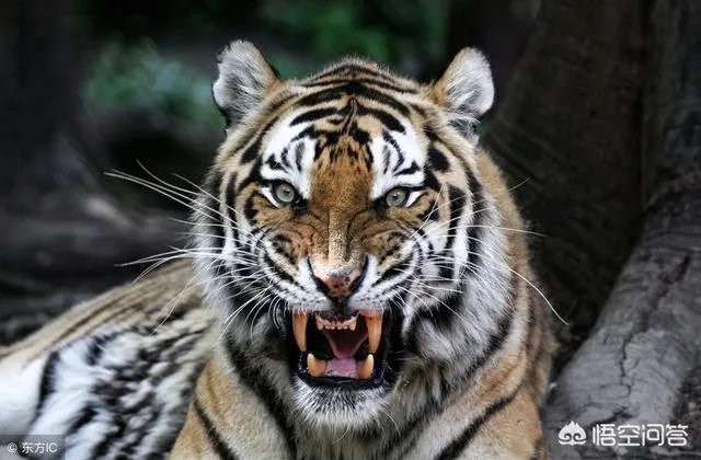 胜之不武是什么动物