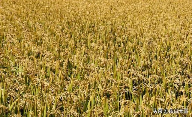 国内疫情基本要结束了,为什么有些人现在却开始抢购大米和房子?