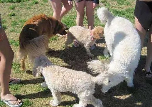 为什么狗狗一见面就先“闻屁股”?