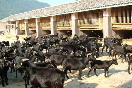 羊肉价格上涨，具体原因是什么？