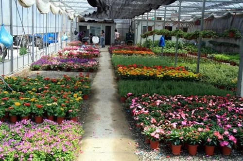 长春花卉市场的花便宜吗 怎样在市场里面挑选花