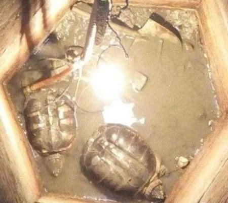 山村古井惊现诡异生物真相是这：老人讲的故事（图）