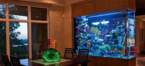 壁挂鱼缸尺寸多大适合   壁挂鱼缸可以养哪些鱼