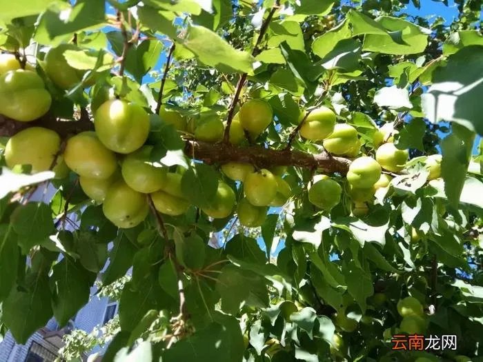 2021年的四季 2021年第一场雪的句子