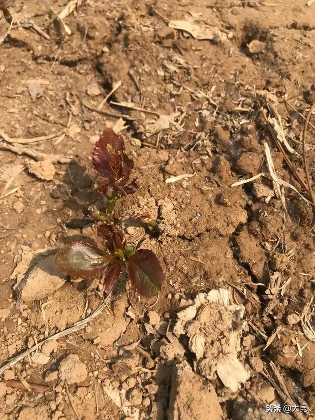 107杨树育苗扦插成活率是多少？怎么才能成活率高？