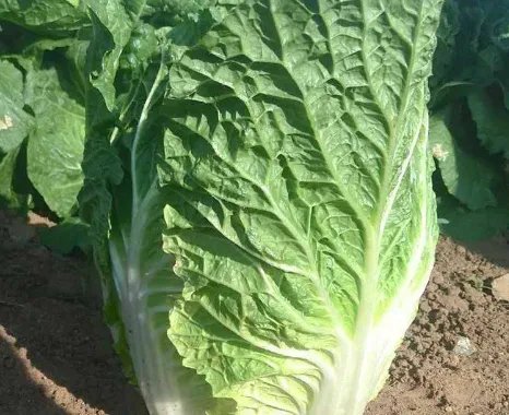 韩国大妈吐槽白菜比中国贵10倍，韩国白菜为何这么贵？