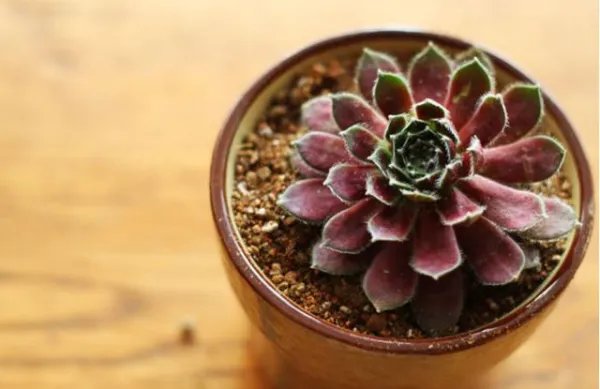 多肉花语大全带图片