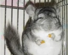 高铁安检哪些过不了