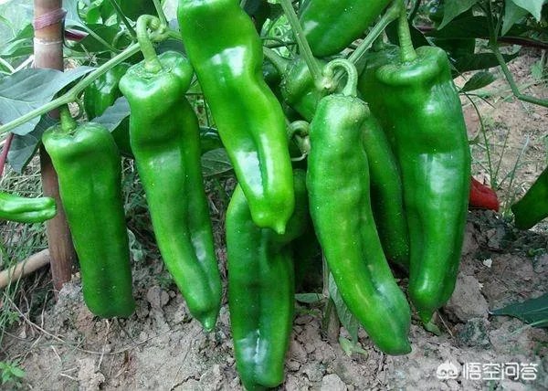 想通过种植什么东西致富，有哪些靠谱的？