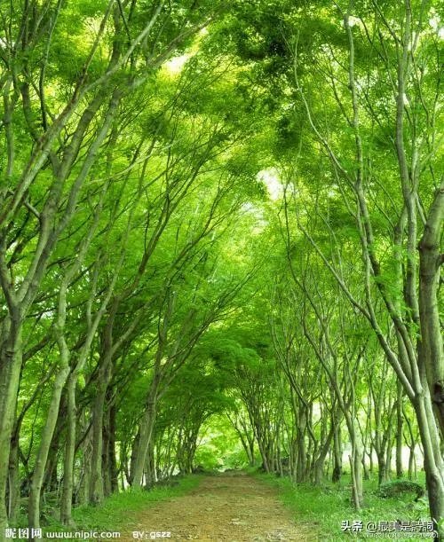 上联，黄叶无风自落，下联怎么对？