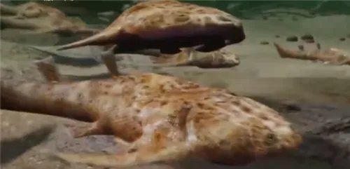 我国科学家证实人类从鱼进化而来 从鱼到人近5亿年