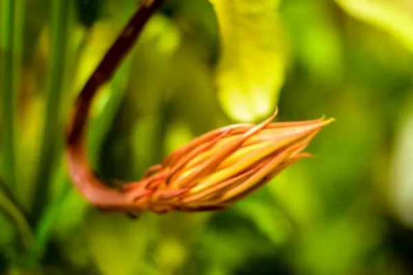 居民家中昙花4个月开了3次，这是什么原因？