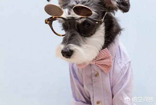 宠物美容应该怎么学？