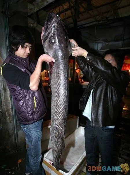 大得难以想象 那些震撼世人的巨型动物