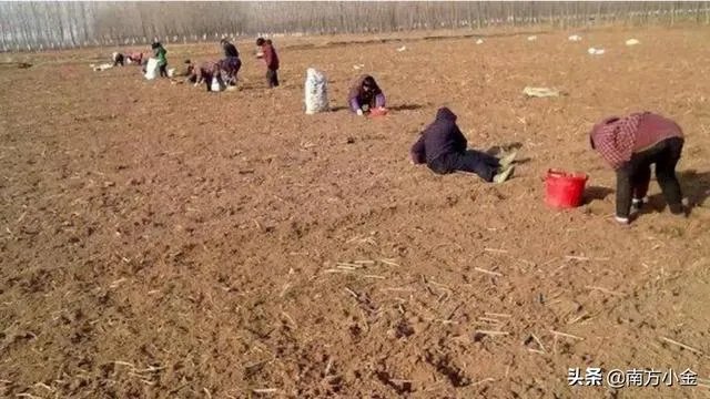 107杨树育苗扦插成活率是多少？怎么才能成活率高？