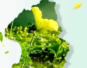 广源良菜瓜水好用吗？广源良菜瓜水怎么用