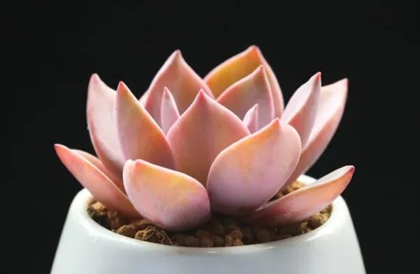 多肉花语大全带图片