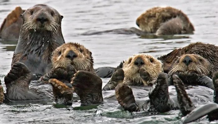 哪种动物喜欢把海藻缠绕在身上