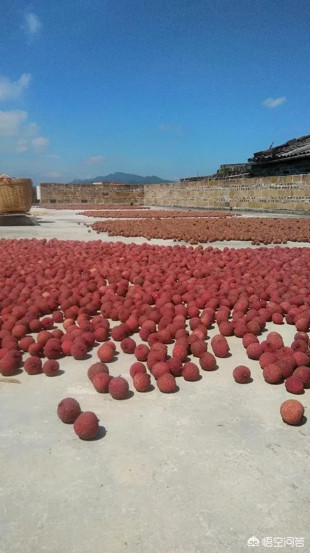 你们农村致富故事有哪些？