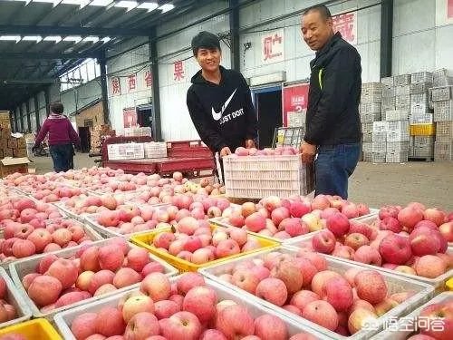 现在苹果价格的行情如何？