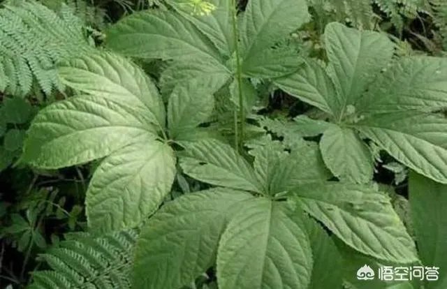 想通过种植什么东西致富，有哪些靠谱的？