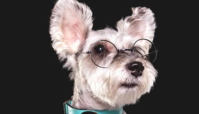 幼犬吃什么食物比较好 幼犬是几个月到几个月