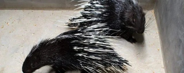 豪猪和哪种动物是近亲?