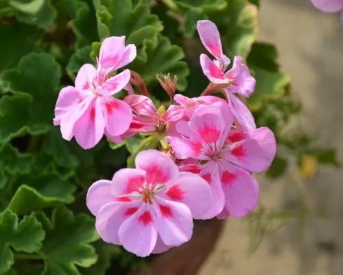 柠檬天竺葵真能驱蚊吗，在南方能生活吗，种植怎么样