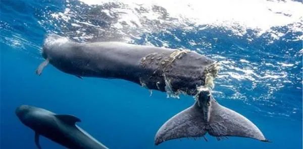 鲸鱼的结局除了鲸落，还有什么结果？