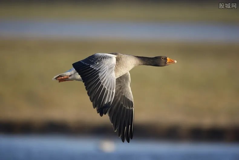女孩做鸟用尿不湿 鸟用尿不湿为什么大受欢迎？