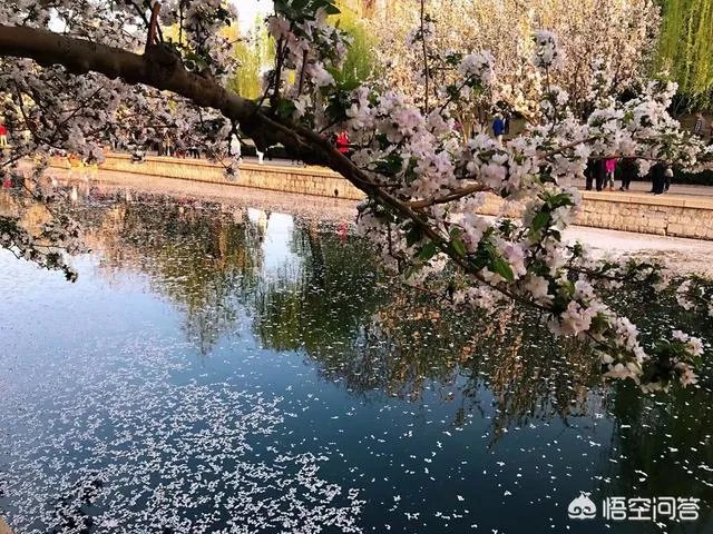 春风十里不如赏花，北京赏花指南是什么？