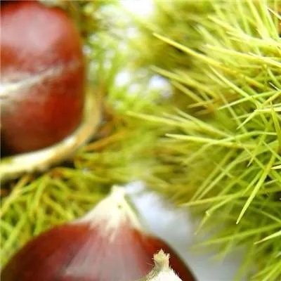 关于健康饮食的资料