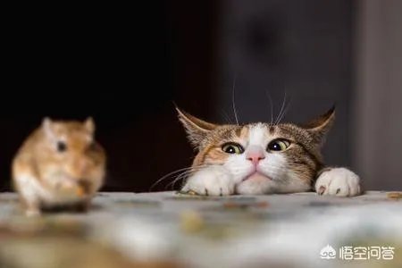 胜之不武是什么动物