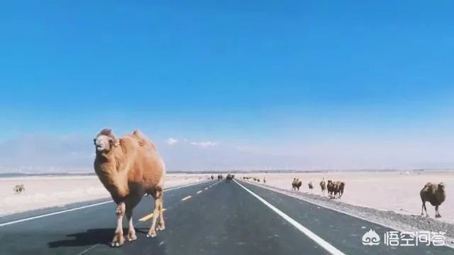 新疆塔克拉玛干沙漠能去旅游吗?