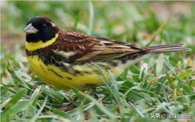 现在广州哪里还可以看到禾花雀？