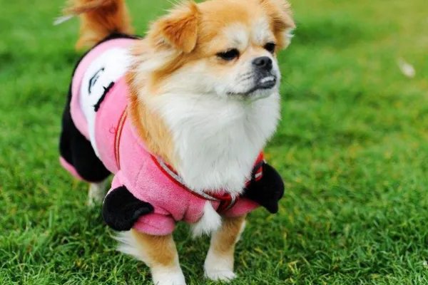 贵阳一男子回家崩溃大哭狗狗秒上前安慰，这一幕给你的最大感触是什么？