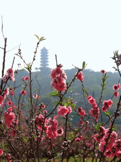 河北会和去年的武汉一样,封城吗?