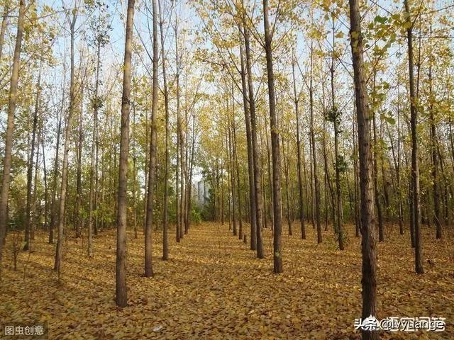 107杨树育苗扦插成活率是多少？怎么才能成活率高？