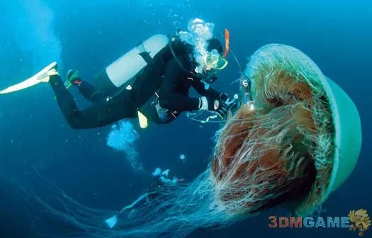 大得难以想象 那些震撼世人的巨型动物