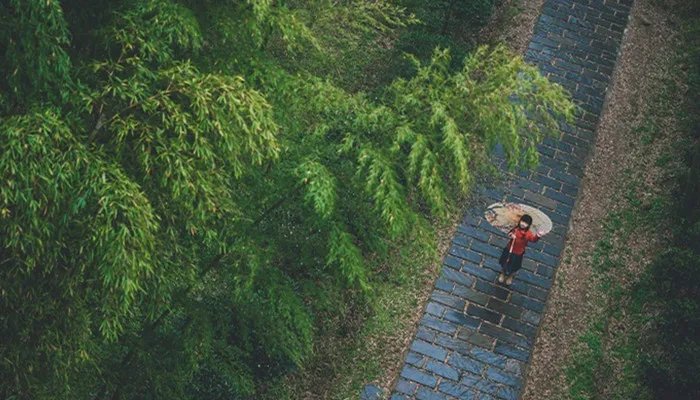 翠竹的象征意义是什么 翠竹有什么象征意义