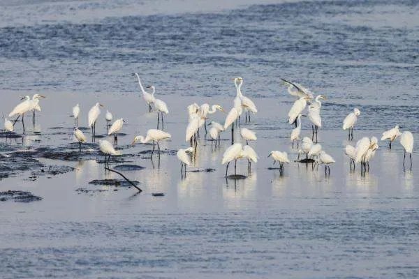 越冬候鸟迁徙高峰即将到来，鄱阳湖空前干旱带来了哪些影响？