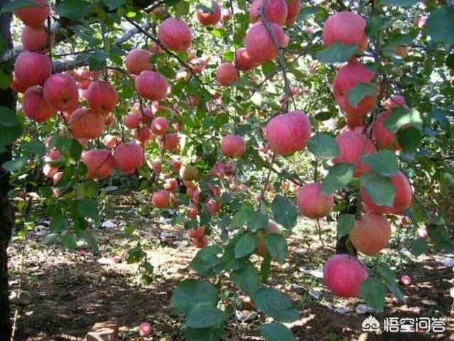 现在苹果价格的行情如何？