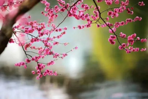 十大最好听的古琴曲